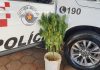 Botucatu: Polícia Militar flagra plantação de maconha na Cohab 4