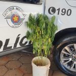 Botucatu: Polícia Militar flagra plantação de maconha na Cohab 4