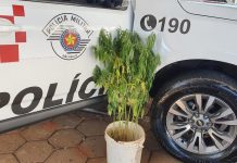 Botucatu: Polícia Militar flagra plantação de maconha na Cohab 4