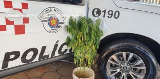Botucatu: Polícia Militar flagra plantação de maconha na Cohab 4