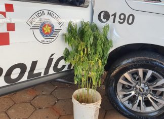 Botucatu: Polícia Militar flagra plantação de maconha na Cohab 4