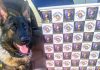 Botucatu: Cão da PM localiza drogas e homem é detido por tráfico