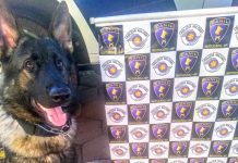 Botucatu: Cão da PM localiza drogas e homem é detido por tráfico