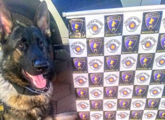 Botucatu: Cão da PM localiza drogas e homem é detido por tráfico