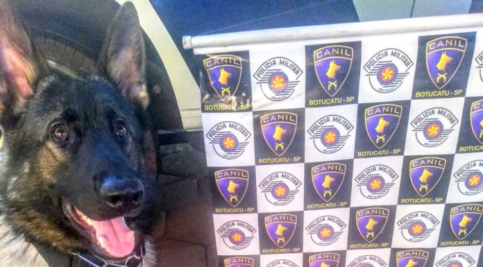 Botucatu: Cão da PM localiza drogas e homem é detido por tráfico
