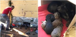 Avaré: Bombeiros resgatam filhotes de cães presos em prédio abandonado