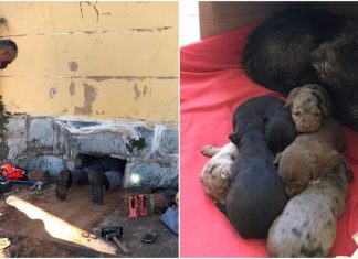 Avaré: Bombeiros resgatam filhotes de cães presos em prédio abandonado