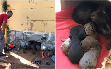 Avaré: Bombeiros resgatam filhotes de cães presos em prédio abandonado