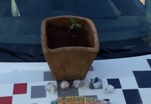 Arandu: Polícia Militar prende traficante com pé de maconha