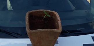 Arandu: Polícia Militar prende traficante com pé de maconha