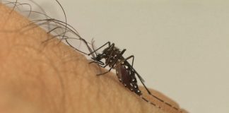 Tatuí registra mais de 13 mil casos de dengue este ano