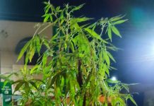 POLICIAIS MILITARES PREDEM HOMEM QUE CULTIVAVA MACONHA EM PARANAPANEMA