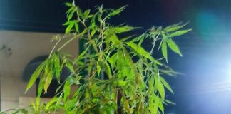 POLICIAIS MILITARES PREDEM HOMEM QUE CULTIVAVA MACONHA EM PARANAPANEMA