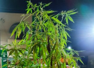 POLICIAIS MILITARES PREDEM HOMEM QUE CULTIVAVA MACONHA EM PARANAPANEMA