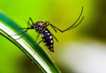 DENGUE: Dicas de Prevenção
