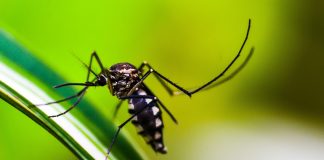 DENGUE: Dicas de Prevenção
