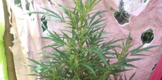 POLÍCIA MILITAR LOCALIZA CULTIVO DE MACONHA EM UMA RESIDÊNCIA EM AVARÉ