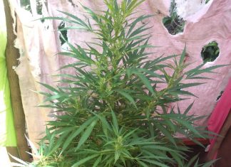 POLÍCIA MILITAR LOCALIZA CULTIVO DE MACONHA EM UMA RESIDÊNCIA EM AVARÉ