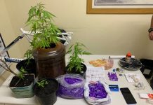 Polícia militar localiza plantação de maconha em Avaré