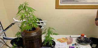 Polícia militar localiza plantação de maconha em Avaré