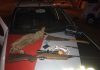 HOMEM EM POSSE DE ANIMAL SILVESTRE ABATIDO É PRESO PELA POLÍCIA MILITAR