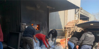 Polícia incinera mais de meia tonelada de drogas apreendidas no interior de SP