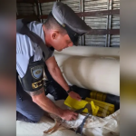 Polícia apreende quase duas toneladas de maconha em rodovia do interior de São Paulo