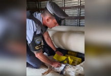 Polícia apreende quase duas toneladas de maconha em rodovia do interior de São Paulo