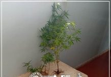 POLÍCIA MILITAR PRENDE HOMEM QUE CULTIVAVA MACONHA EM ITAPORANGA