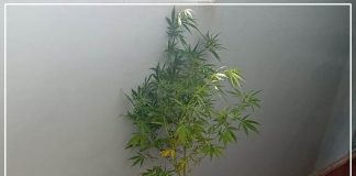 POLÍCIA MILITAR PRENDE HOMEM QUE CULTIVAVA MACONHA EM ITAPORANGA