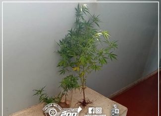 POLÍCIA MILITAR PRENDE HOMEM QUE CULTIVAVA MACONHA EM ITAPORANGA