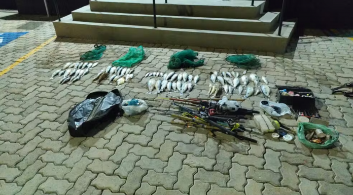 Guarda Municipal apreende mais de 17 quilos de peixes de espécies nativas em Itararé