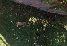 Mãe e filha de 5 anos são mortas a facadas pelo pai da criança em Boituva; suspeito foi preso